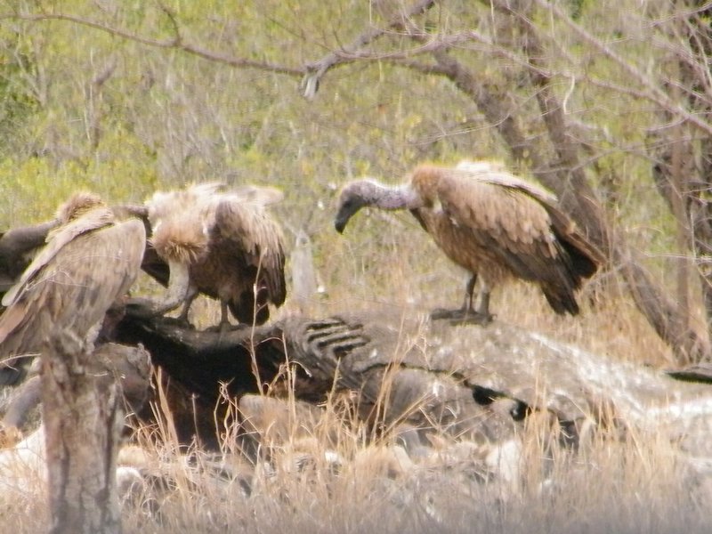 Vultures - the "cleaners" of the African bush!