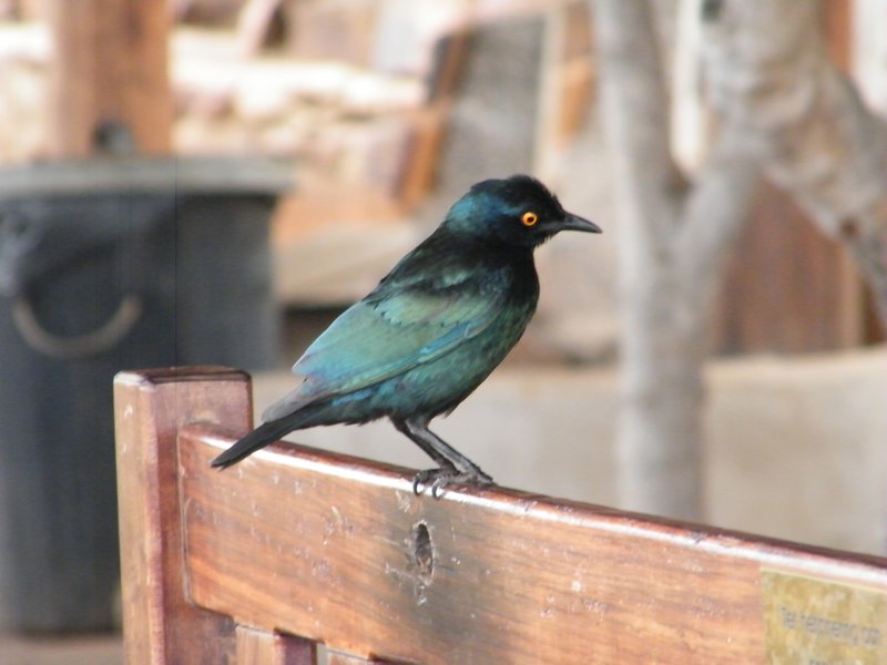 A glossy starling