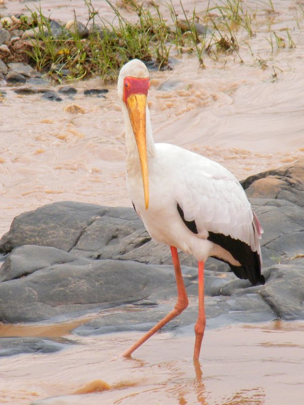 African yellow billed stork