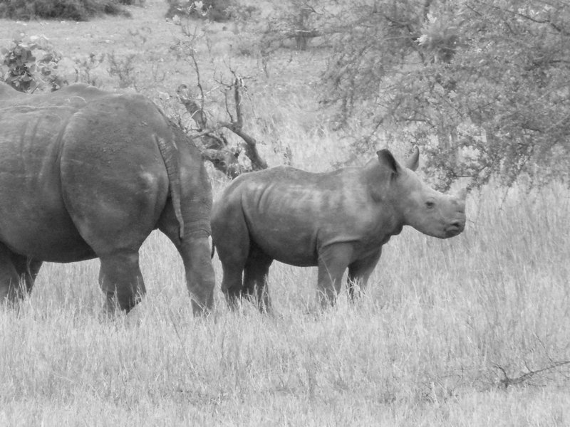 A baby white rhino with its Mum