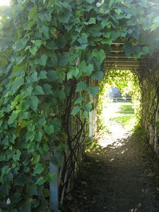 Tunnel under the bushes