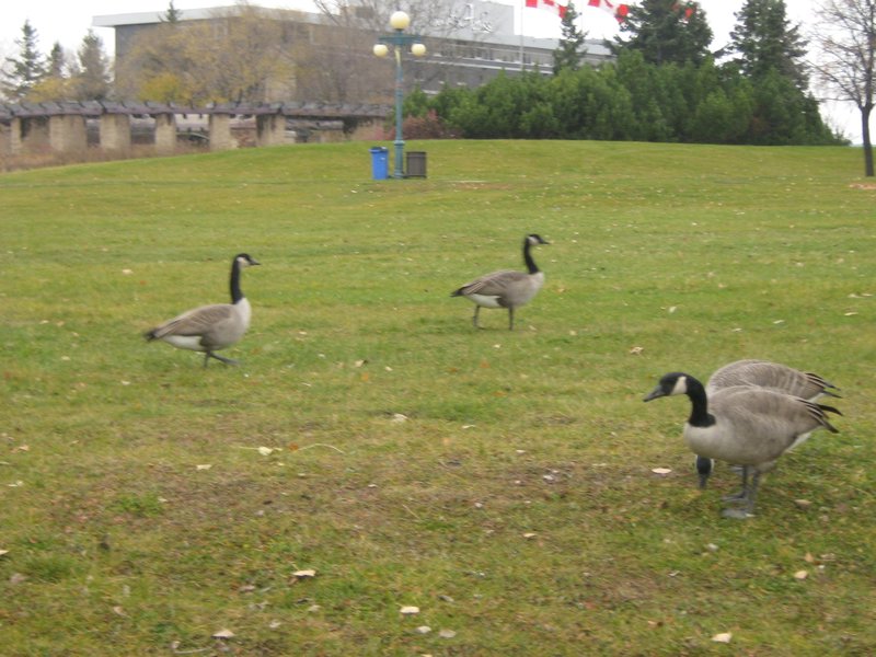 Geese at the Forks