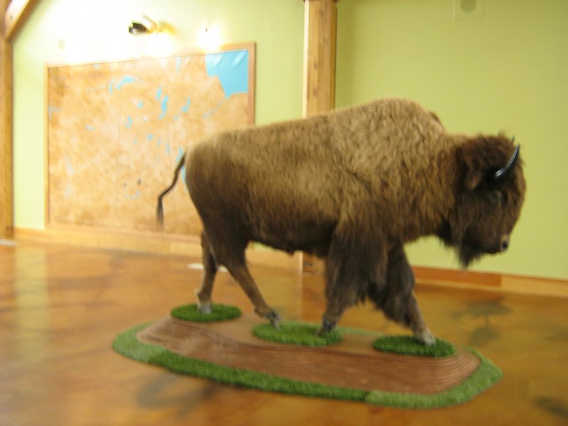 Stuffed bison