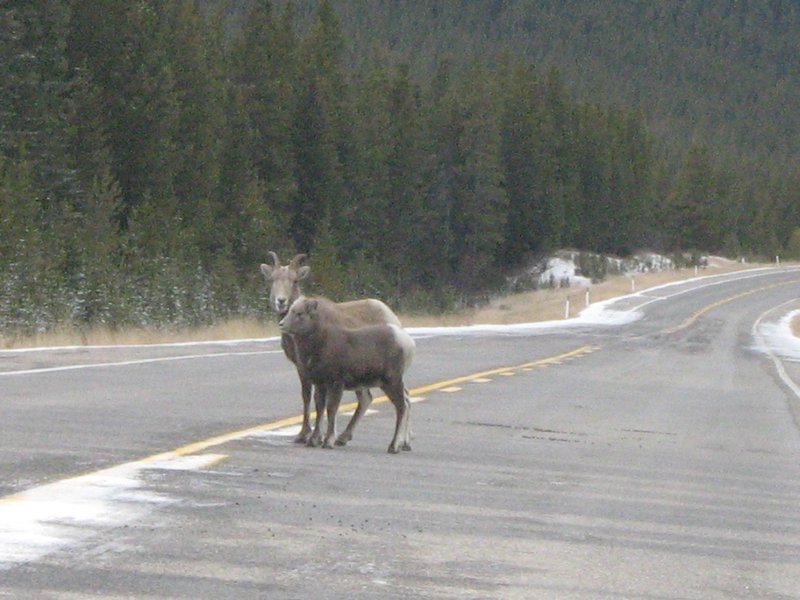 Mountain Sheep on the road