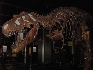 T-Rex fossil 