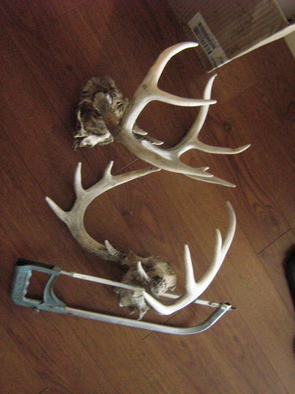 Antlers Before The Hanger