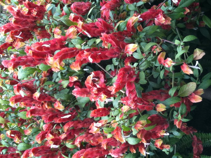 Have you ever seen such a shrimp plant?