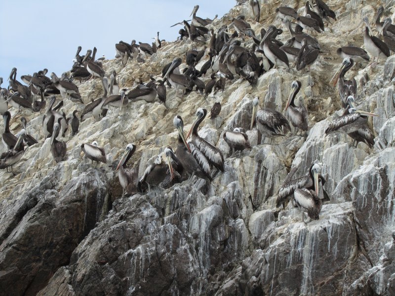 pelicans and Humbolt penguins