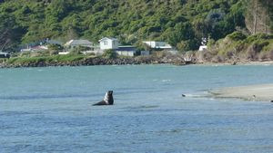Sea Lion, Roaring Bay