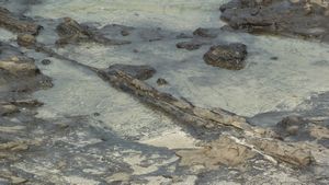 Petrified Jurassic tree, Curio Bay