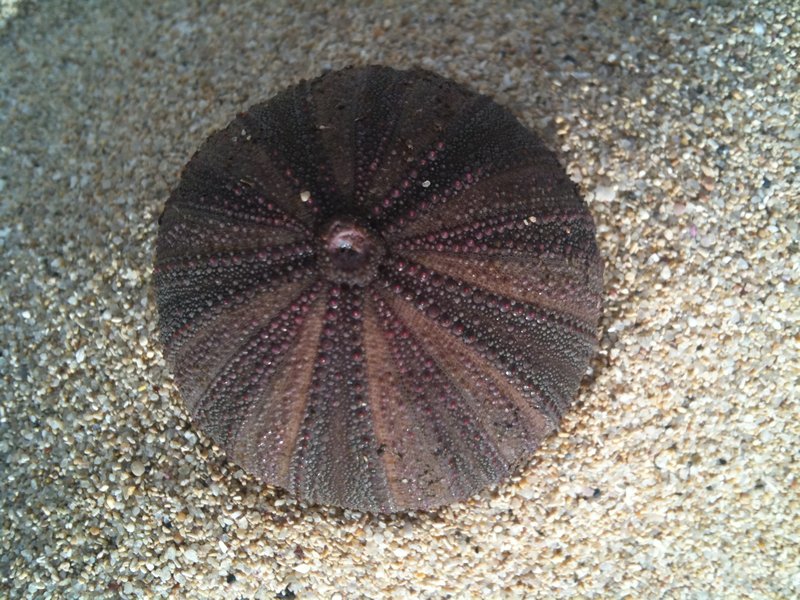 super sea urchin