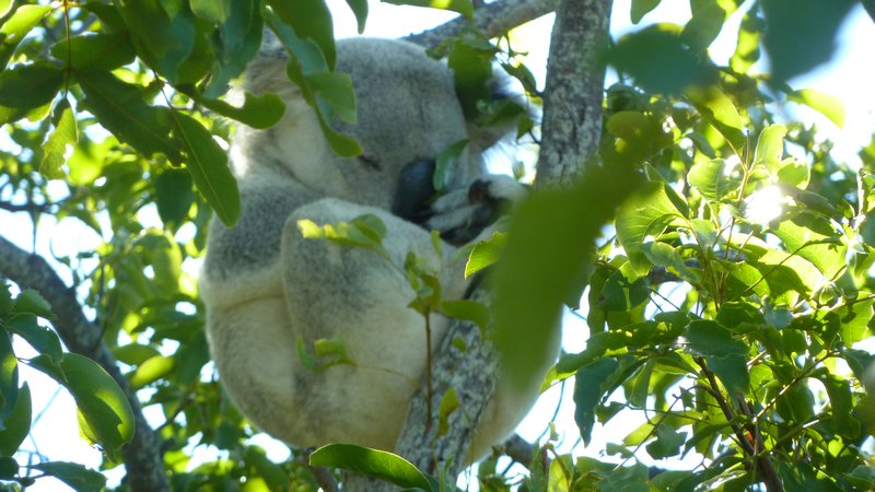 Koala 5