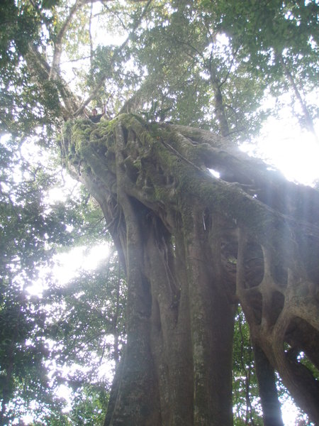 A hollow tree climb