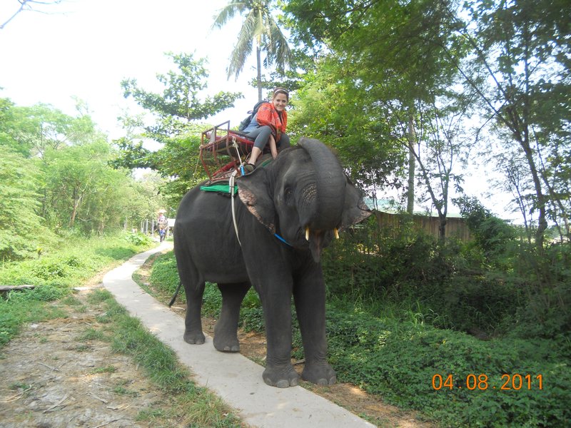 Elephant trekking.