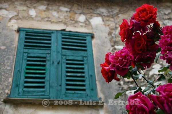 Window and Roses