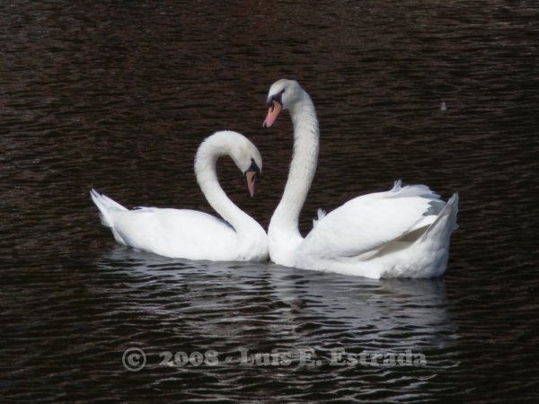 Classic Swans