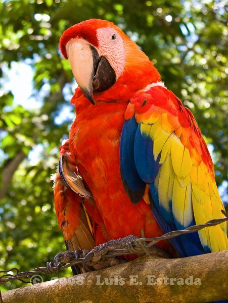 Colorful Copan Resident