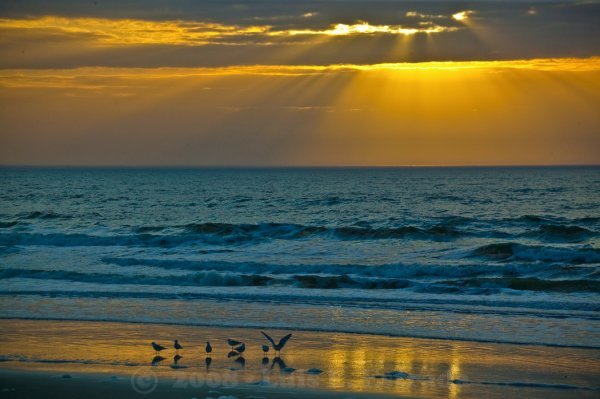 Seagull Sunrise