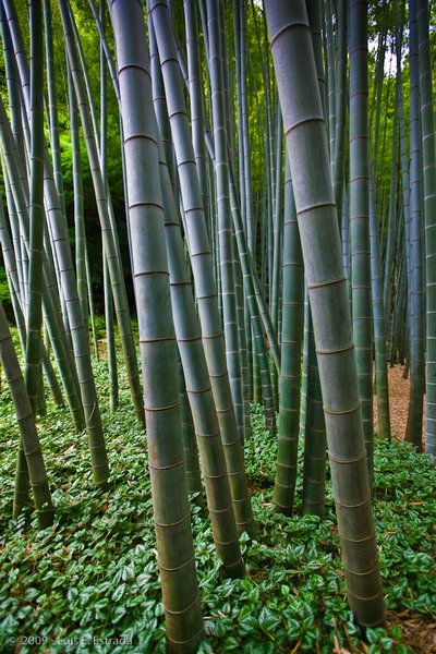 Bamboo and Groundcover