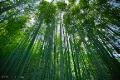 Bamboo and Sky