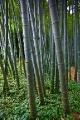 Bamboo and Groundcover
