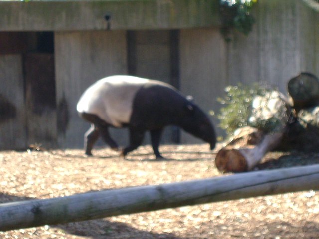 cuddly tapir