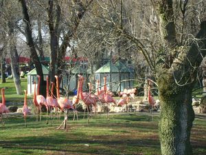 Flamingos at Madrid Zoo