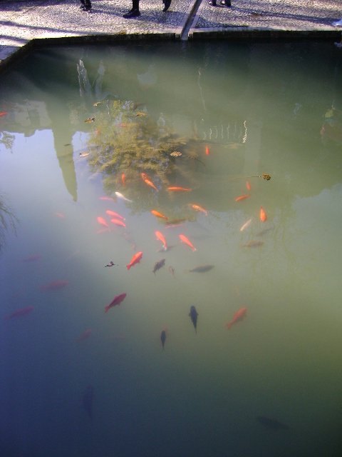 Alhambra fish pond