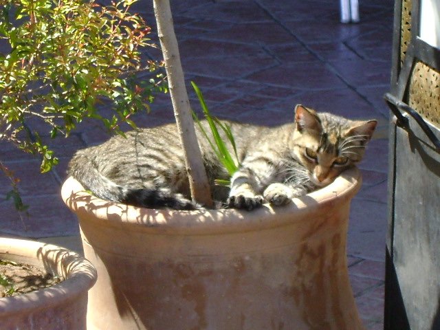 Cat in a plant pot