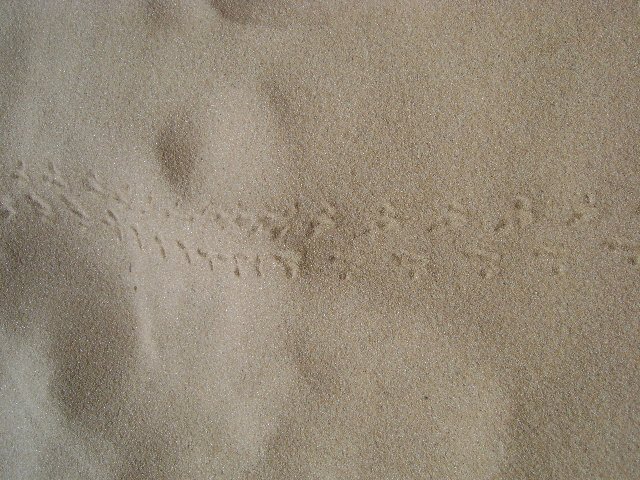 Desert beetle tracks...everywhere, these were