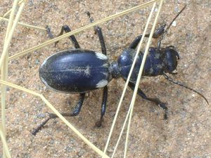 Large beetle-thing