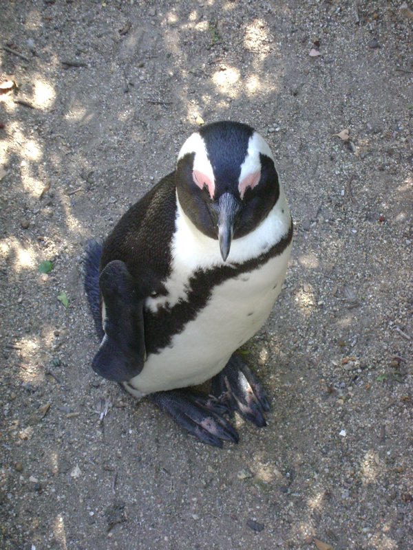 Penguin at Boulders
