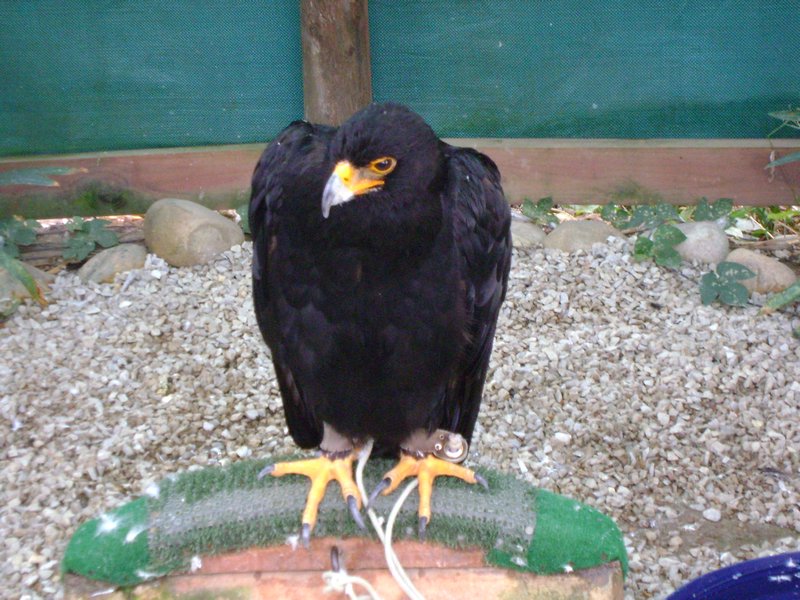 Black Eagle at Spier