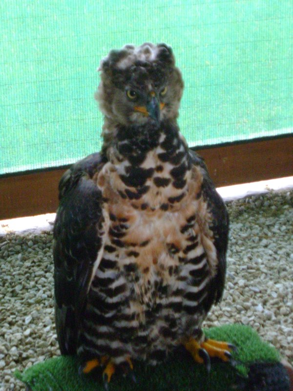 Crowned Eagle, Spier
