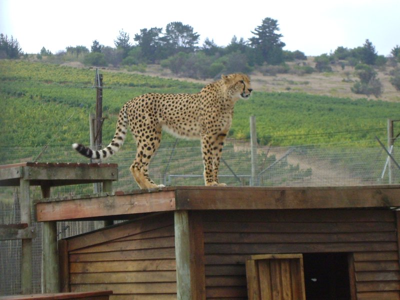 Cheetah on his house