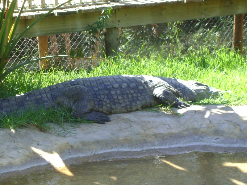 Nile Croc...later I would eat one of these