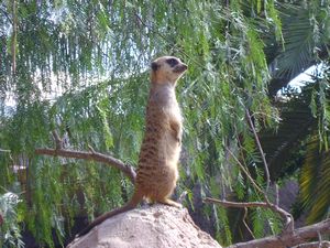 Meerkat, Cango Wildlife ranch