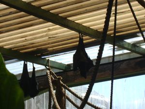 Bats just hanging around