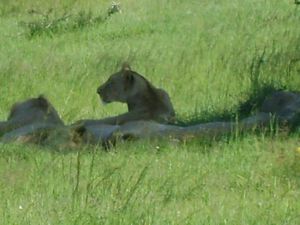 Lions, Schotia reserve
