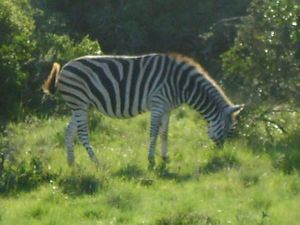 Zebra, Schotia