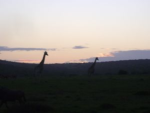 Silhouette giraffes