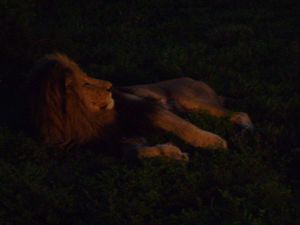 The lion sleeps tonight. Lazy git