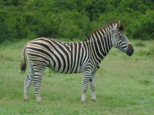 Zebra again
