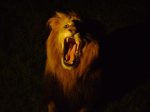 Yawn or roar? You decide...