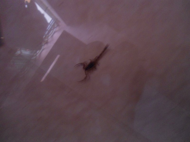 A scorpion in our midst. Om beach room