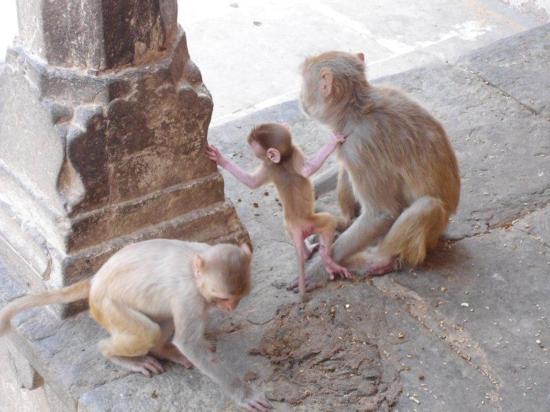 Monkeys, Hanuman temple