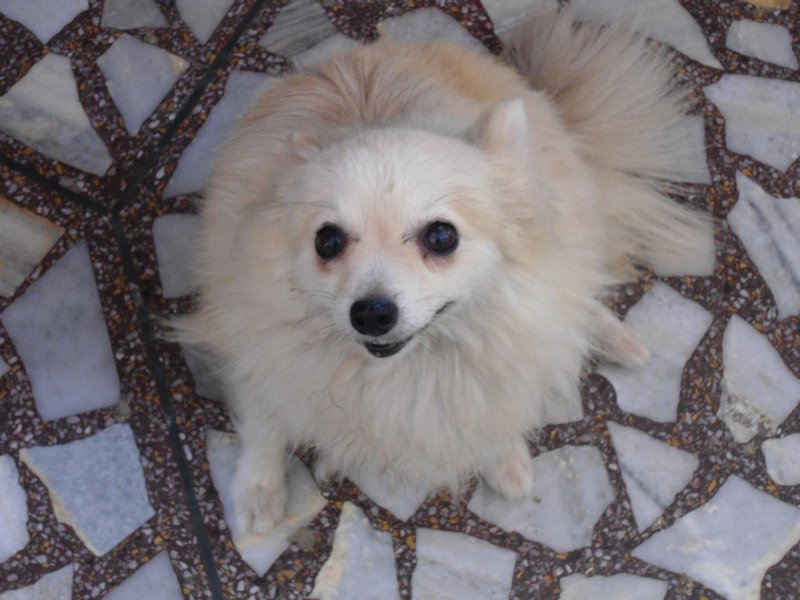 Yappy little pom, at the Sheela