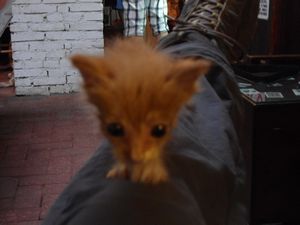 Kitten explores leg, Chengdu hostel