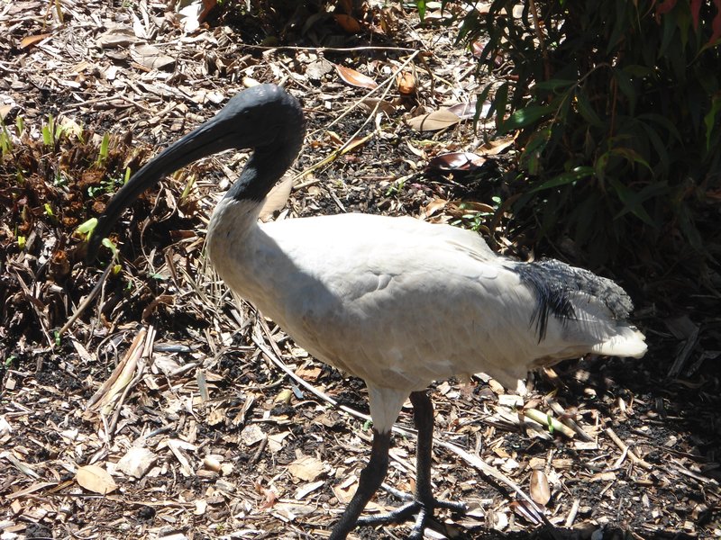 One of the odd birds of Australia
