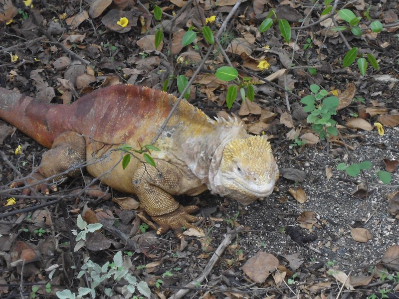 Land Iguana - note the different colour and face
